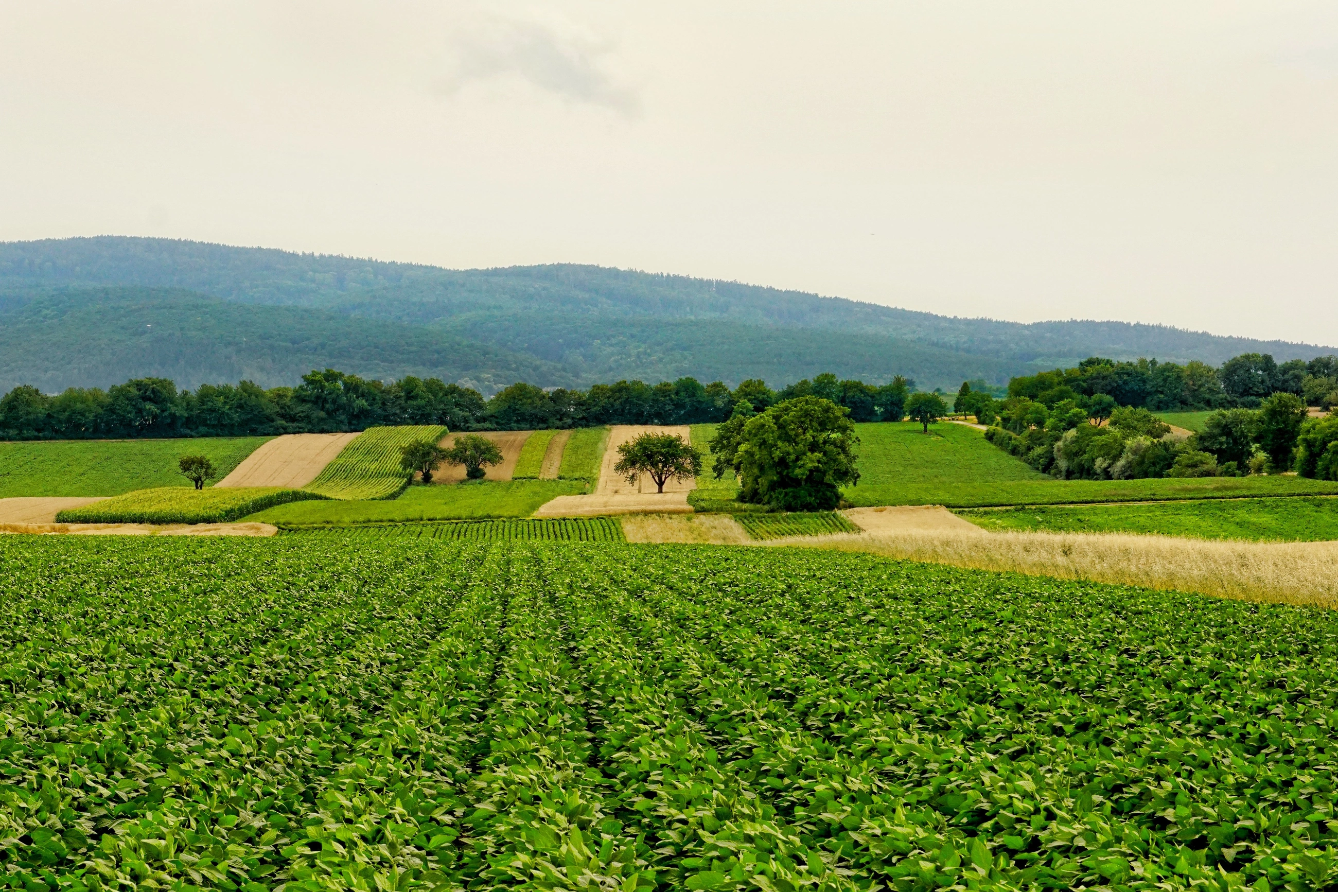 Agriculture & Agribusiness